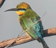 Rainbow Bee-eater